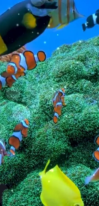 Colorful clownfish swimming in vibrant green coral reef.