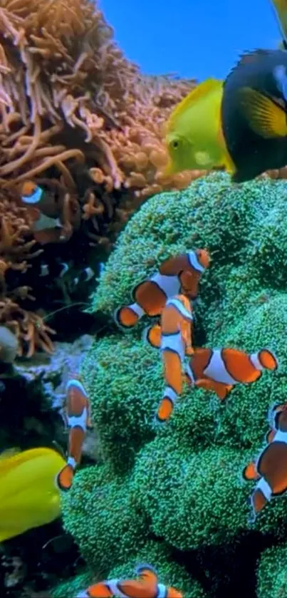 Colorful clownfish swim in vibrant coral.