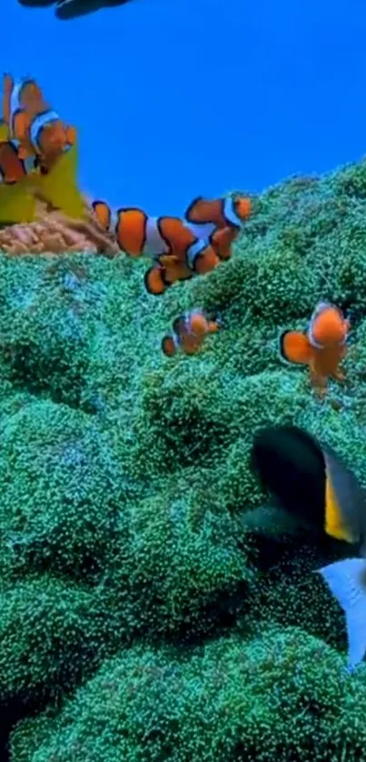 Underwater scene with clownfish and coral in vibrant blue hues.