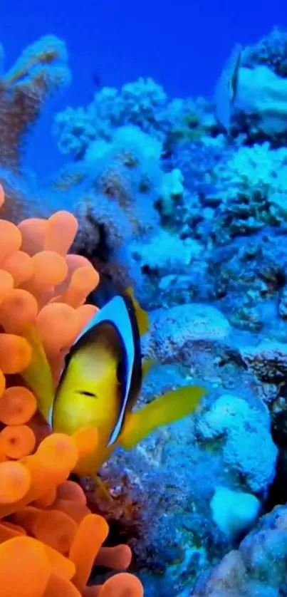 Vibrant coral reef with a clownfish swimming among colorful corals.