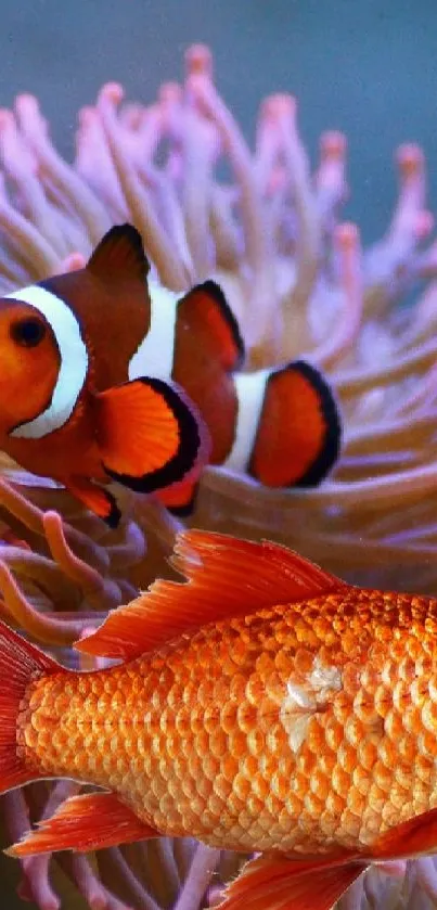 Colorful clownfish and goldfish near coral.