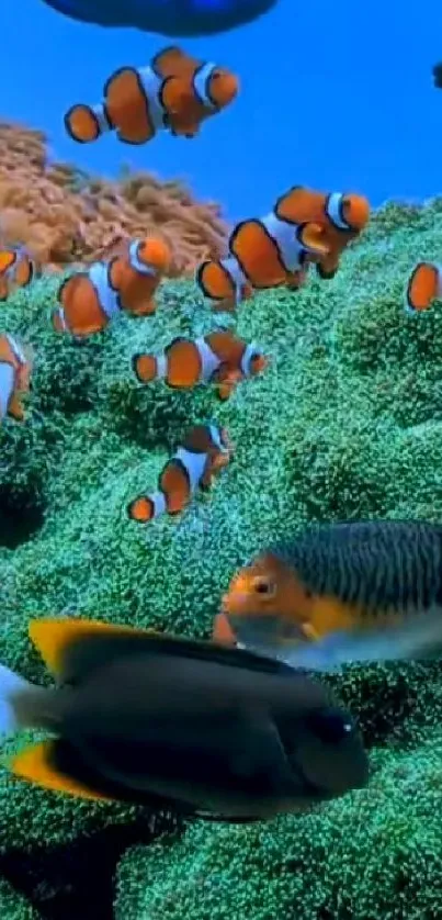 Colorful clownfish swim in vibrant coral reef.