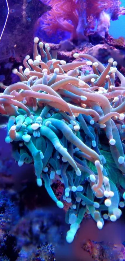 Vibrant underwater coral with blue and orange hues, perfect for mobile wallpaper.