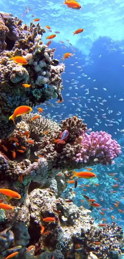 Vibrant coral reef with tropical fish underwater.