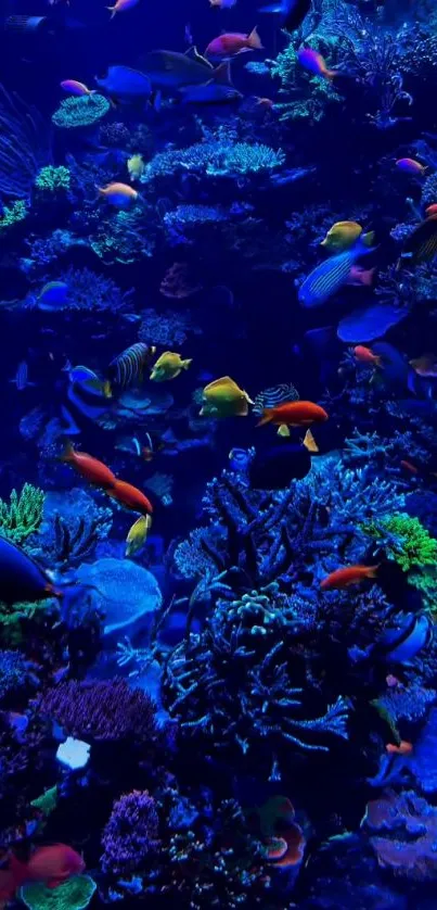 Vibrant coral reef with colorful fish underwater.