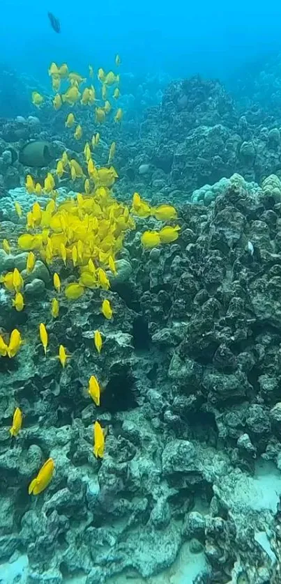 Colorful yellow fish swimming over vibrant coral reefs in blue ocean water.