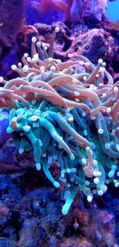 Colorful underwater coral scene in vibrant purples and blues.