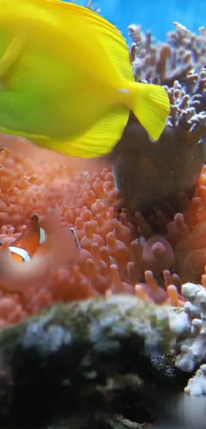 Vibrant underwater coral scene with colorful fish and clownfish among anemones.