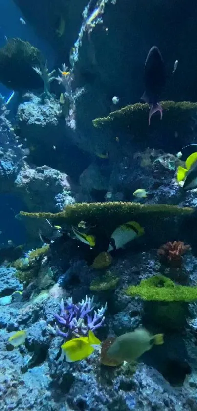 Colorful underwater coral reef with tropical fish.