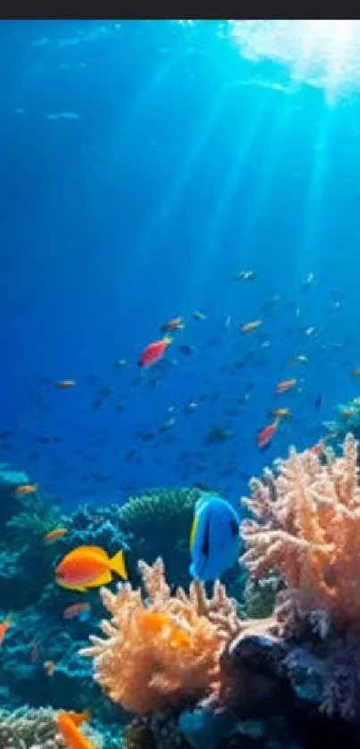 Vibrant coral reef underwater wallpaper with marine life.