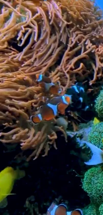 Colorful clownfish swimming near coral reefs underwater.