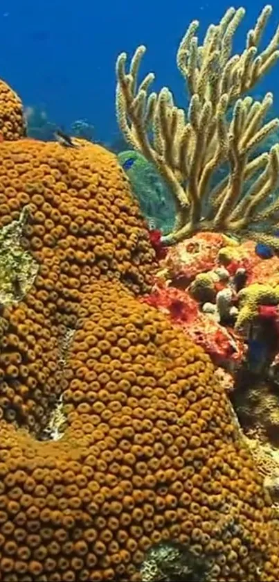 Colorful underwater coral reef scene with diverse marine life.