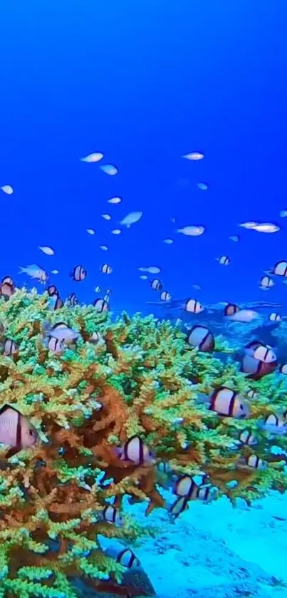 Vibrant coral reef with colorful fish in clear blue ocean water.