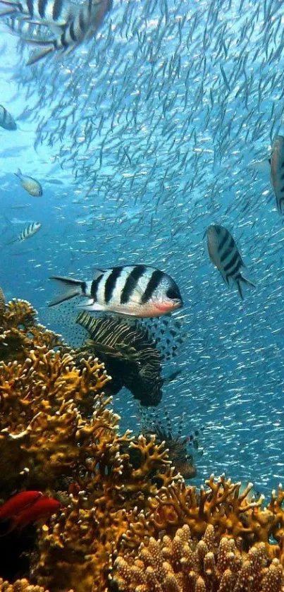 Colorful coral reef with tropical fish swimming.