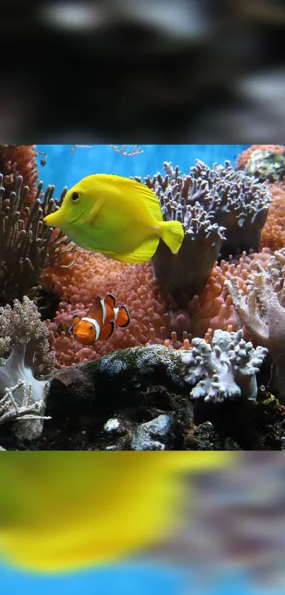 Yellow fish swimming in coral reef, vibrant marine life.