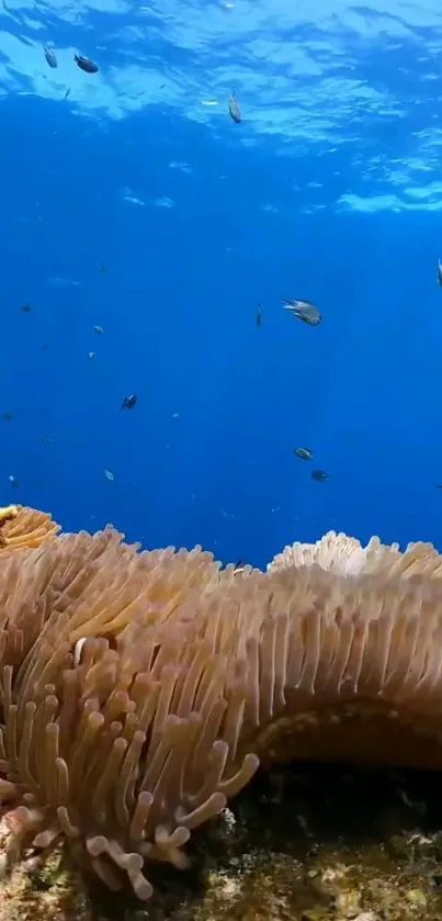 Vivid underwater coral reef with marine life swimming in a clear blue ocean.