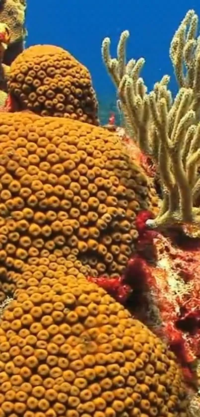 Stunning underwater coral reef wallpaper with vibrant orange corals.