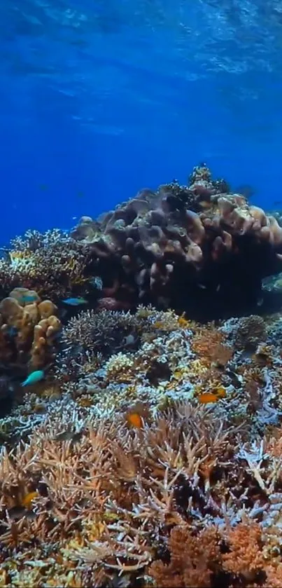 Colorful coral reef in a vibrant blue ocean.