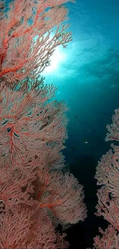 Vibrant coral reef in the ocean with sunlight filtering through water.