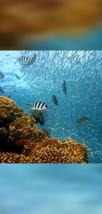 Vibrant underwater coral with swimming fish