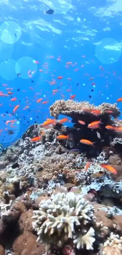 Colorful underwater coral reef with vibrant fish.