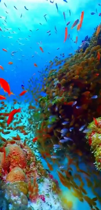 Colorful underwater coral reef with vibrant fish.