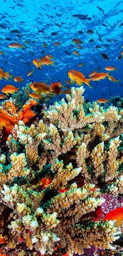 Colorful coral reef with vibrant fish swimming underwater.