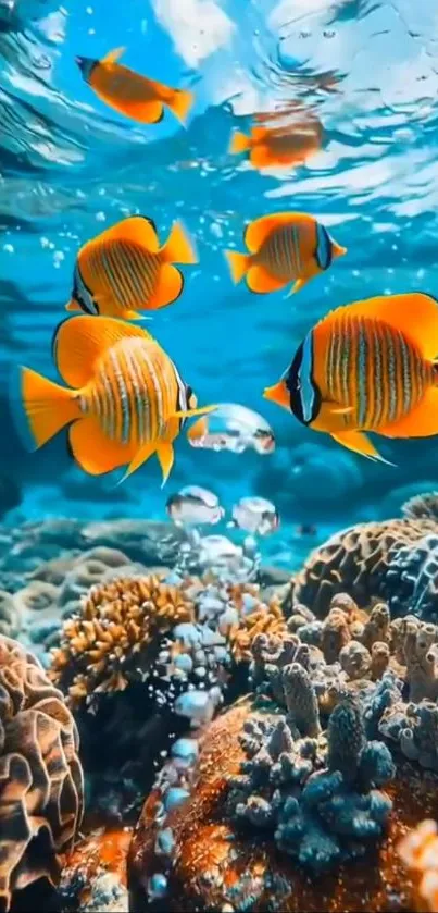 Colorful fish swimming over corals in an underwater scene.