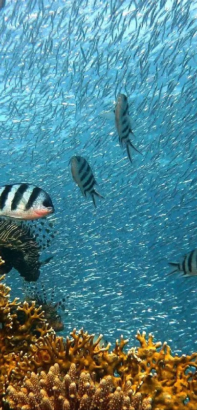 Vibrant coral reef scene with colorful fish swimming underwater.