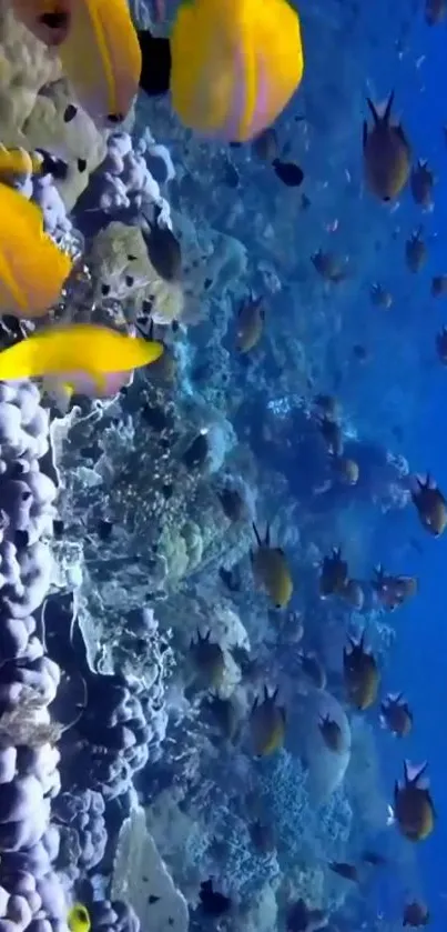 Colorful coral reef with yellow fish