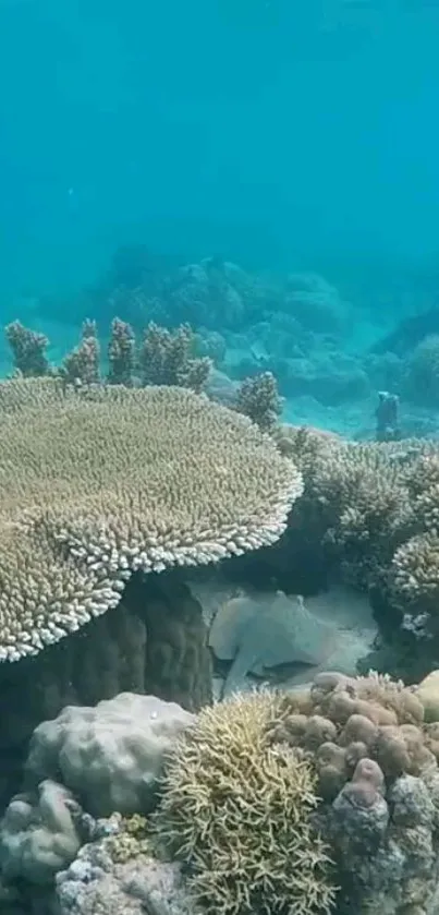 A vibrant underwater coral reef scene with diverse marine life.