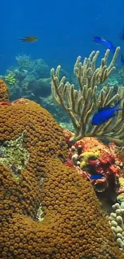 Vibrant coral reef with marine life and colorful underwater scenery.