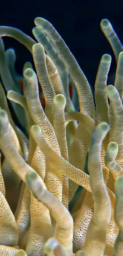Intricate coral growth in underwater scene with vibrant beige hues.