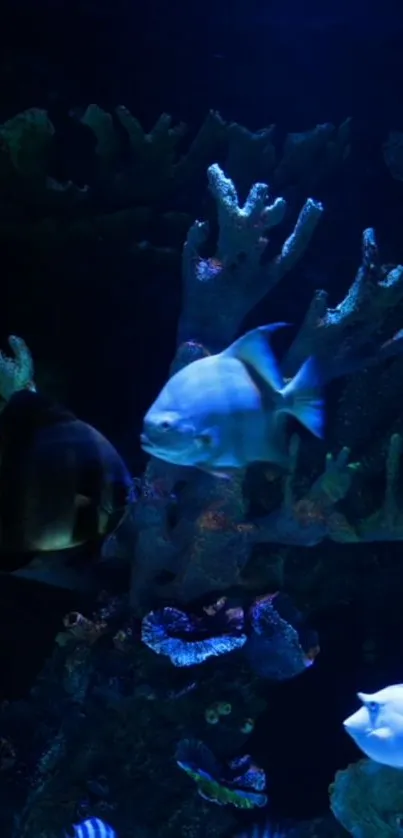 Vibrant fish swimming among dark blue coral reefs in an underwater scene.