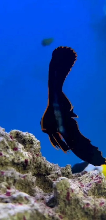 Colorful black fish against a vibrant blue ocean backdrop with coral.