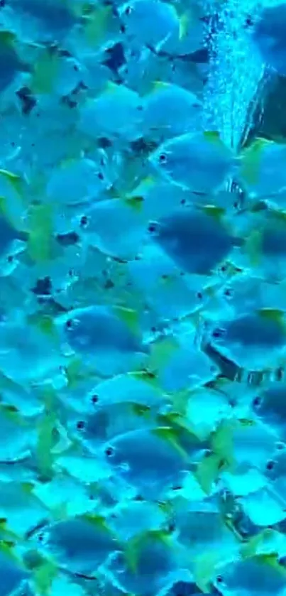 Vibrant school of tropical fish in blue hues underwater.