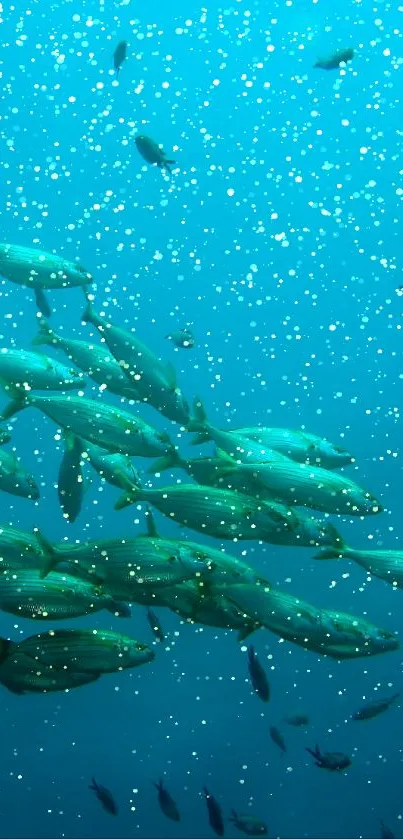 Underwater scene with fish swimming in a blue ocean backdrop.