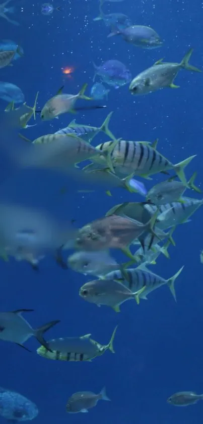 School of colorful fish swimming in a deep blue underwater scene.