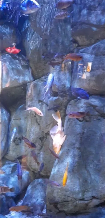 Mobile wallpaper of colorful fish swimming among rocks in an aquarium scene.