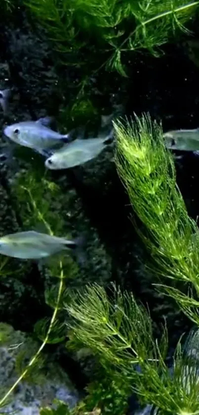 Underwater scene with fish and green plants