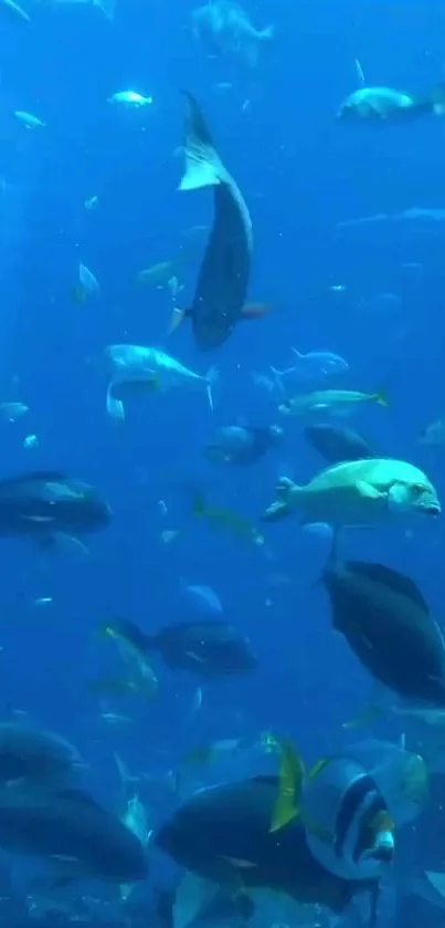 Colorful fish swimming in a deep blue ocean.