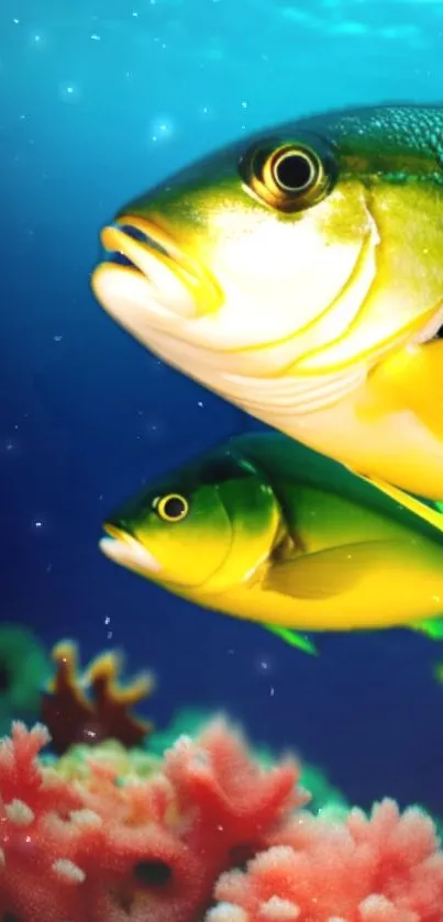 Colorful fish swimming above coral reefs underwater.