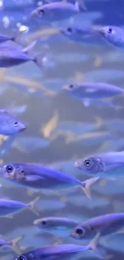 School of fish swimming in a blue aquatic background, creating a tranquil scene.