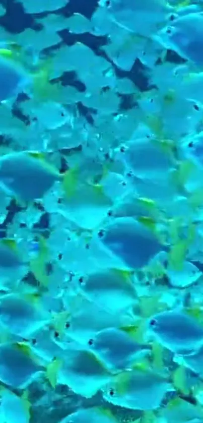 A school of vibrant blue fish swimming underwater.