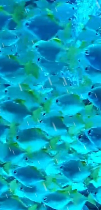 Vibrant blue and yellow fish underwater wallpaper.