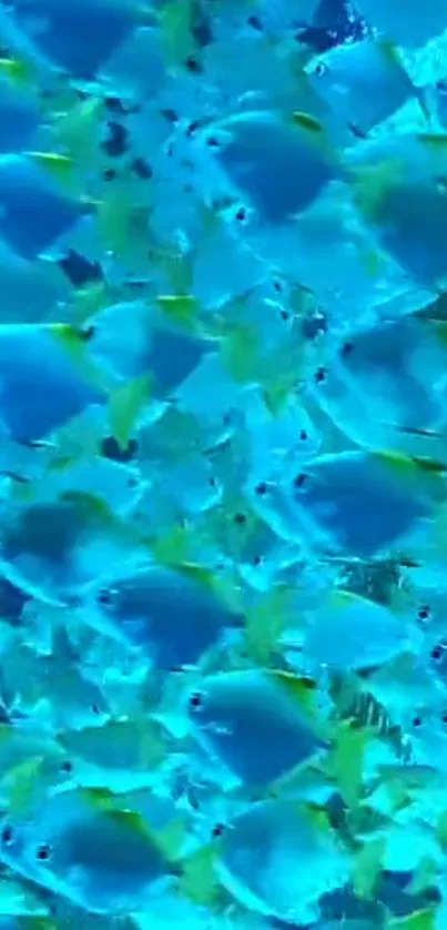 Blue and yellow fish swarm in underwater scene.