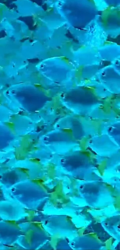 A vibrant school of blue fish swimming underwater.