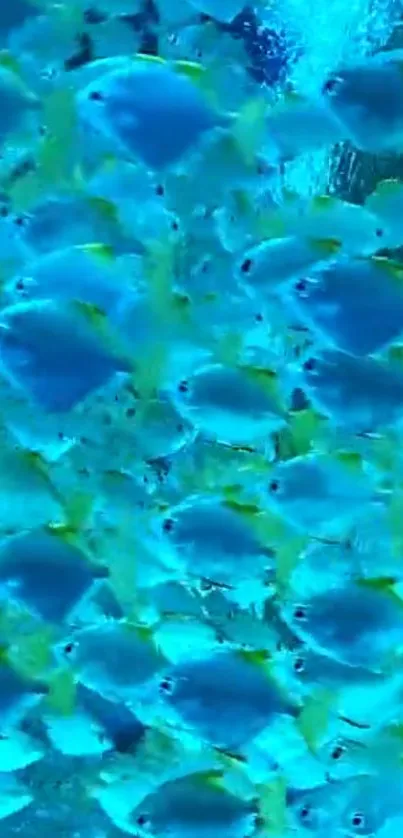 Blue underwater fish swimming in harmony wallpaper.