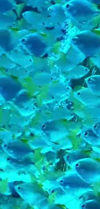 Colorful underwater scene with blue fish swimming.