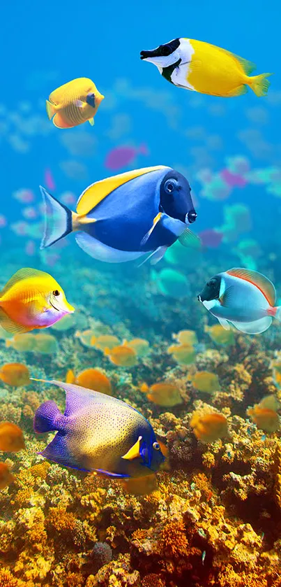 Colorful tropical fish swimming over vibrant coral reef in clear blue waters.